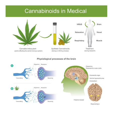 Research has found that cannabis indica plant can have the following effectsCannabis it is plant affecting the central nervous system in human.のイラスト素材