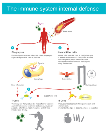 Process by which certain living cells called phagocytes ingest of engulf cells or particles.のイラスト素材