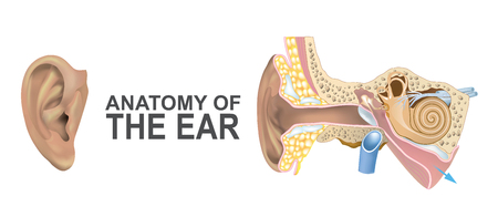 Anatomy of the Ear. Illustrationの写真素材