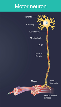 Motor neurone is a cell body is located in the brain, or the spinal cord. Duty directly or indirectly control organ, mainly for muscles and gland.のイラスト素材