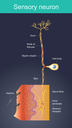 Cells act as external stimuli in different environments. change to act as internal stimuli.  When the senses are sent signal information to the nervous system. Which will eventually reach the brain or spinal cord.のイラスト素材
