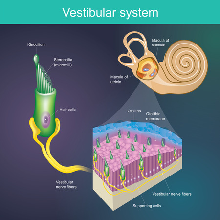 An organ that determines the body's balance. And the direction of the body. Vestibular system It is part of the mammal's hearing system.のイラスト素材