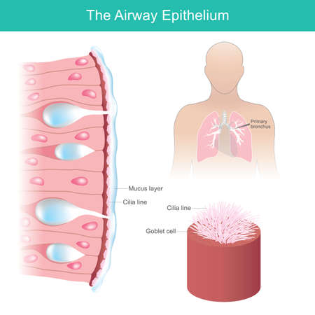 The Airway Epithelium. Human airway epithelial cells respond to environmental differential.のイラスト素材