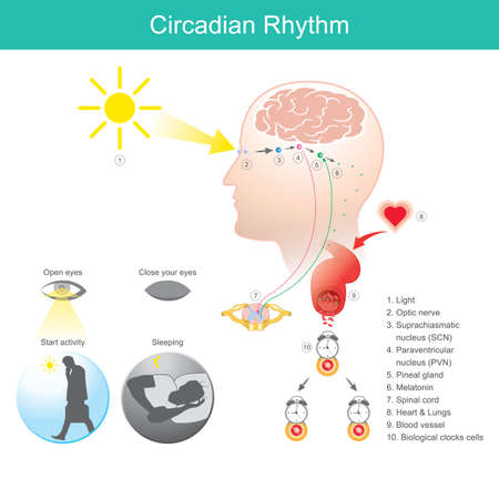 Circadian Rhythm. Diagram human body physical, mental, and behavioural changes that follow a 24-hour cycle.のイラスト素材