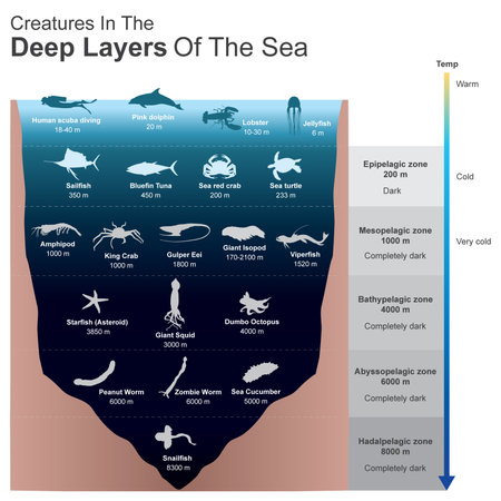 Creatures In The Deep Layers Of The Sea. Sample of creatures in under deep sea completely dark.のイラスト素材