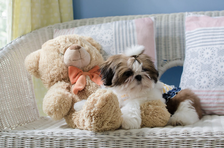 Cute shih tzu is crouching on sofaの写真素材