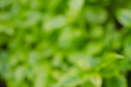Green blurred background and textureの写真素材