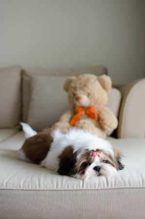 Cute shih tzu is crouching on sofaの写真素材