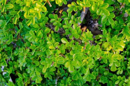 Green leaf background and textureの写真素材