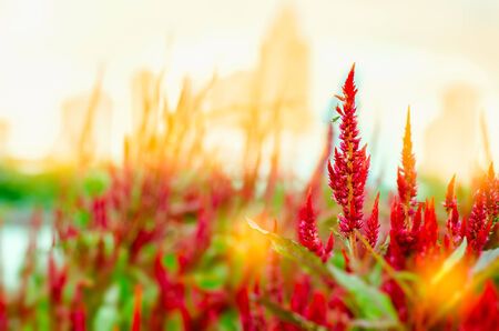 Celosia flower at sunrise