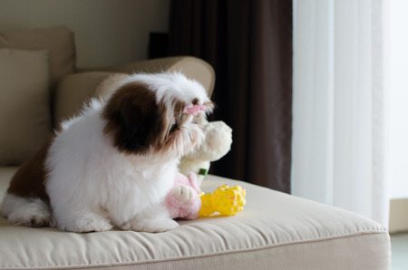 Cute shih tzu puppy is sitting on sofaの写真素材