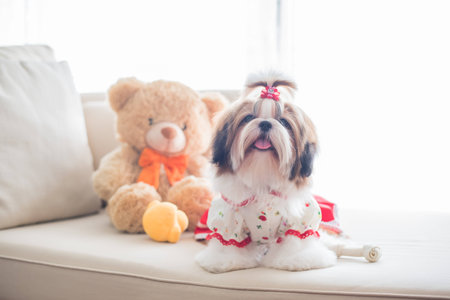 Cute shih tzu puppy is sitting on sofa with vintage image styleの写真素材