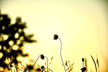 Vignette Flowers looking  abstract in the boring dayの写真素材