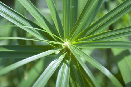A branch of leaves. の写真素材