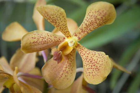 Orchid yellow polka dots. 