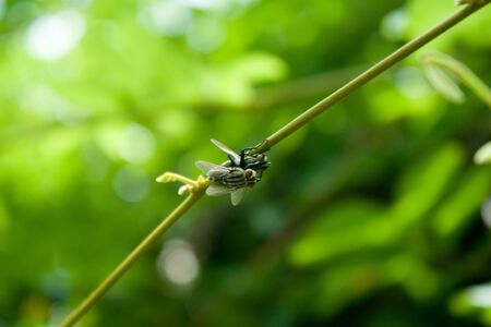 Flies are breeding.の写真素材