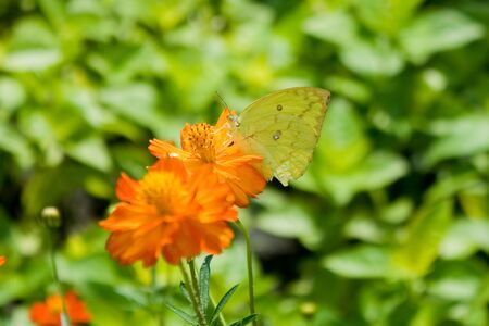 Purple-edged Copper butterfly.の写真素材