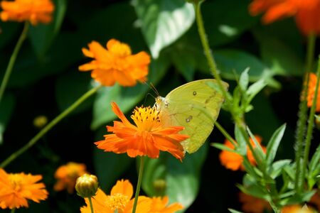 Purple-edged Copper butterfly.の写真素材