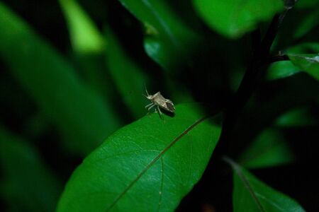 Insect ladybug.の写真素材