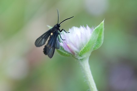 Little butterfly.の写真素材