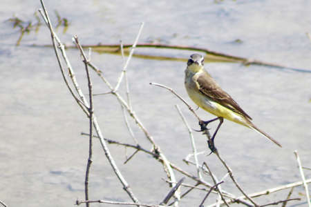 Grey Wagtail. の写真素材