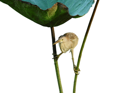 Yellow Bitternの写真素材