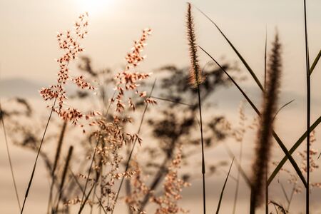 blossom grass for wallpaperの写真素材