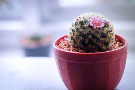 Love cactusの写真素材