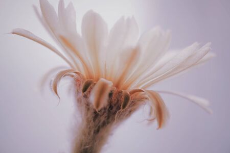 Flower of the cactusの写真素材