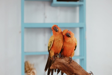 Two lovely Parrotの写真素材