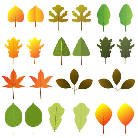 Different type of leaves vector design illustration isolated on white backgroundのイラスト素材