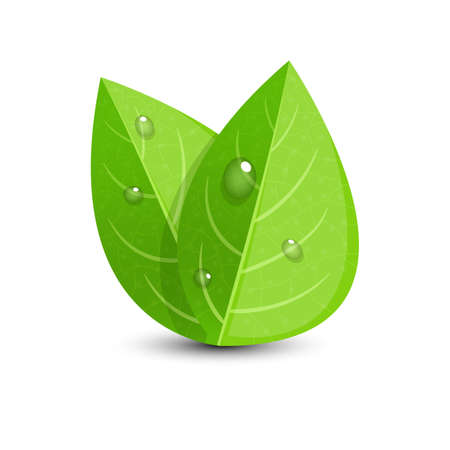 Realistic green leaf with water drops on it vector design illusration isolated on white backgroundのイラスト素材