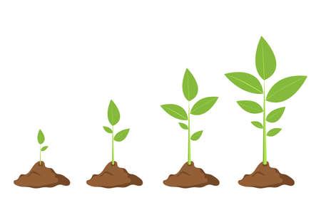 Growing steps of a plant vector design illustration isolated on white backgroundのイラスト素材