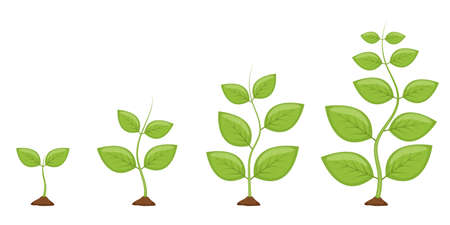 Plant growth stages vector design illustrationのイラスト素材
