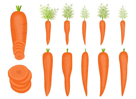 Fresh carrot vector design illustration isolated on white backgroundのイラスト素材