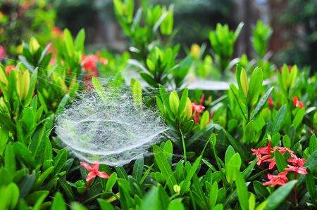 Web of a spider on the bushの写真素材