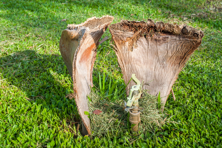Water sprinkler with drought coconut leafの写真素材