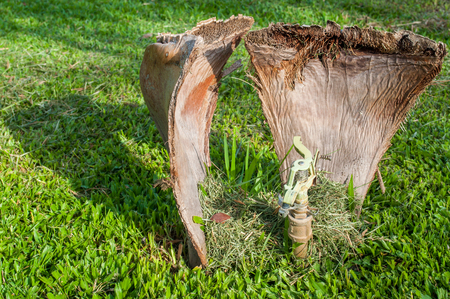 Water sprinkler with drought coconut leafの写真素材
