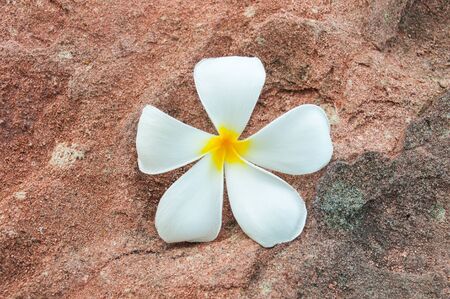 Plumeria Flower on stone Backgroundの写真素材