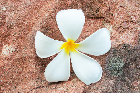 Plumeria Flower on stone Backgroundの写真素材