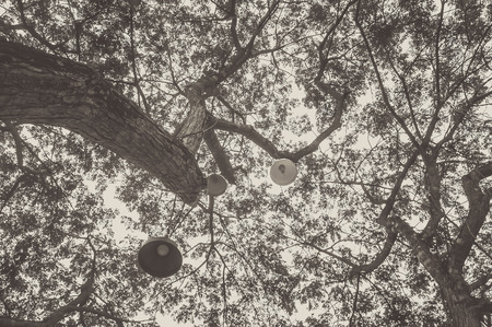 Tree branches against the sky in monochromeの写真素材