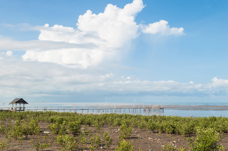 Wood pavilion port in the developing mangrove forest under blue skyの写真素材