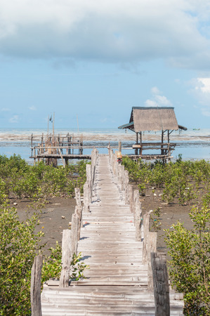 Wood pavilion port in the developing mangrove forest under blue skyの写真素材