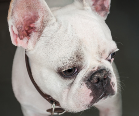 French Bulldog looking at his rivalの写真素材