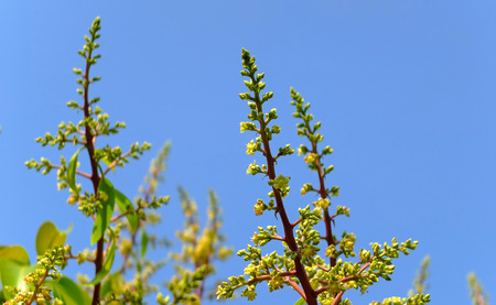 Mango flower with blue skyの写真素材