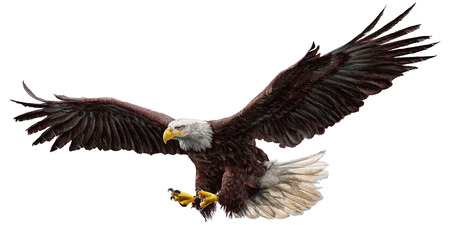 Bald eagle flying hand draw and paint on white background vector illustration. Bald eagle flying hand draw and paint on white background vector illustration.