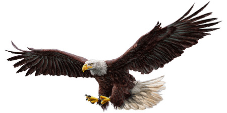 Bald eagle flying hand draw and paint on white background vector illustration.