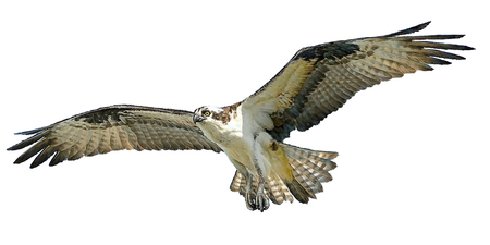 Osprey hawk winged flying and paint on white background illustration.のイラスト素材