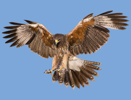 Falcon landing swoop hand draw and paint color on blue background illustration.の写真素材