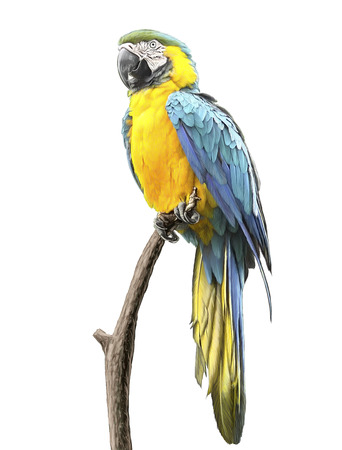 Parrot blue yellow standing on the branch tree hand draw and paint color on white background illustration.の写真素材